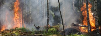 Séminaire thématique : prévention des incendies de forêt causés par le changement climatique